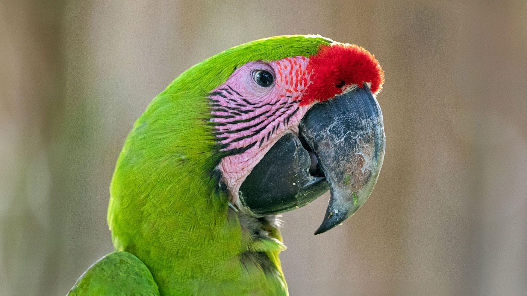 The Winged Treasure of Azuero