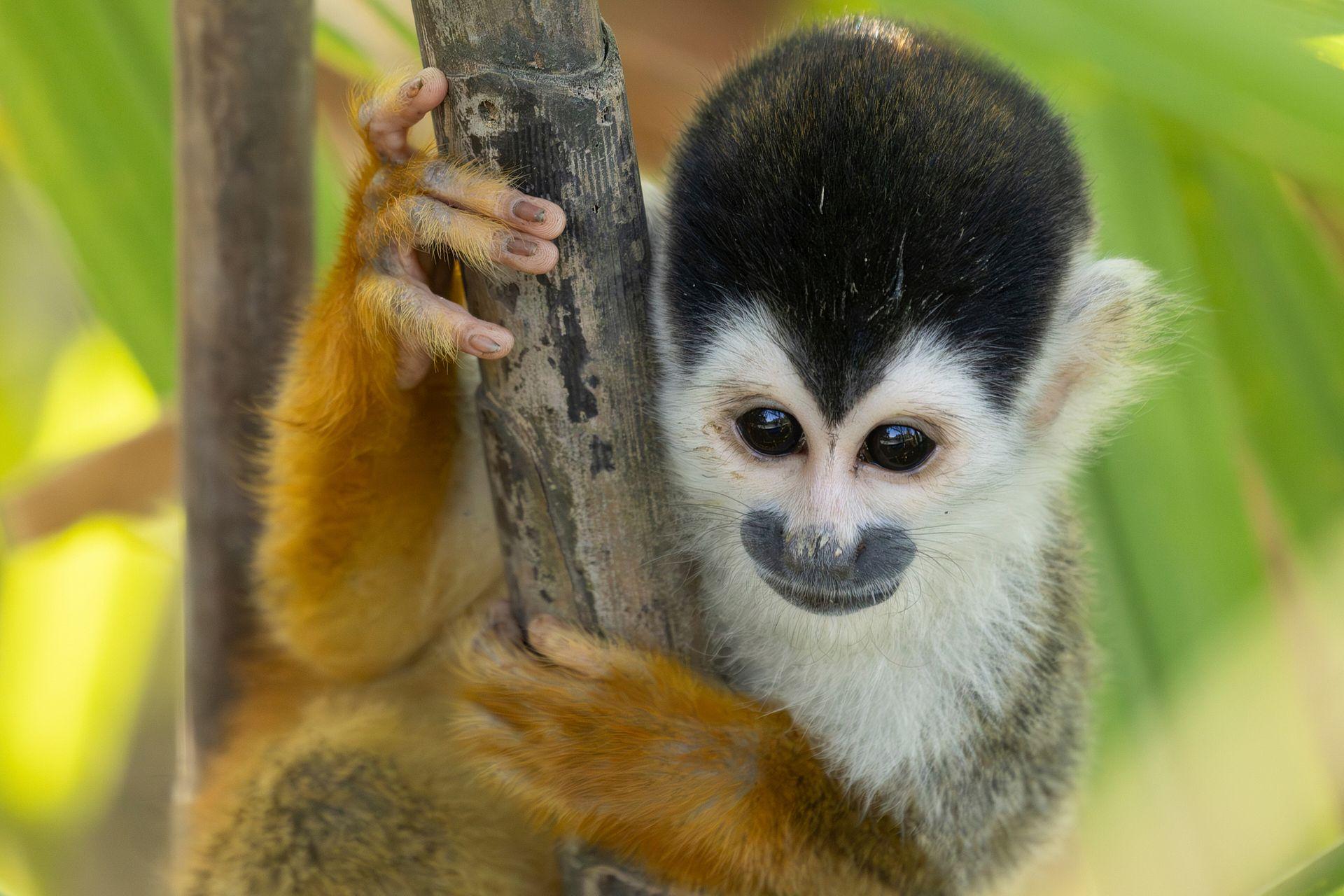 9 Critically Endangered Animals in Panama and Why They Matter