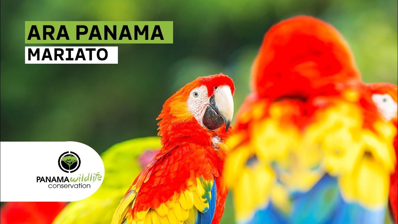 Ver video del proyecto