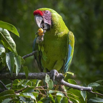 Great Green Macaw