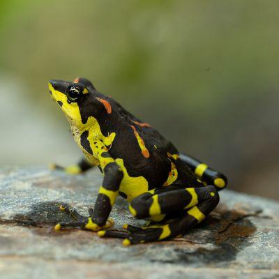 Harlequin Frog