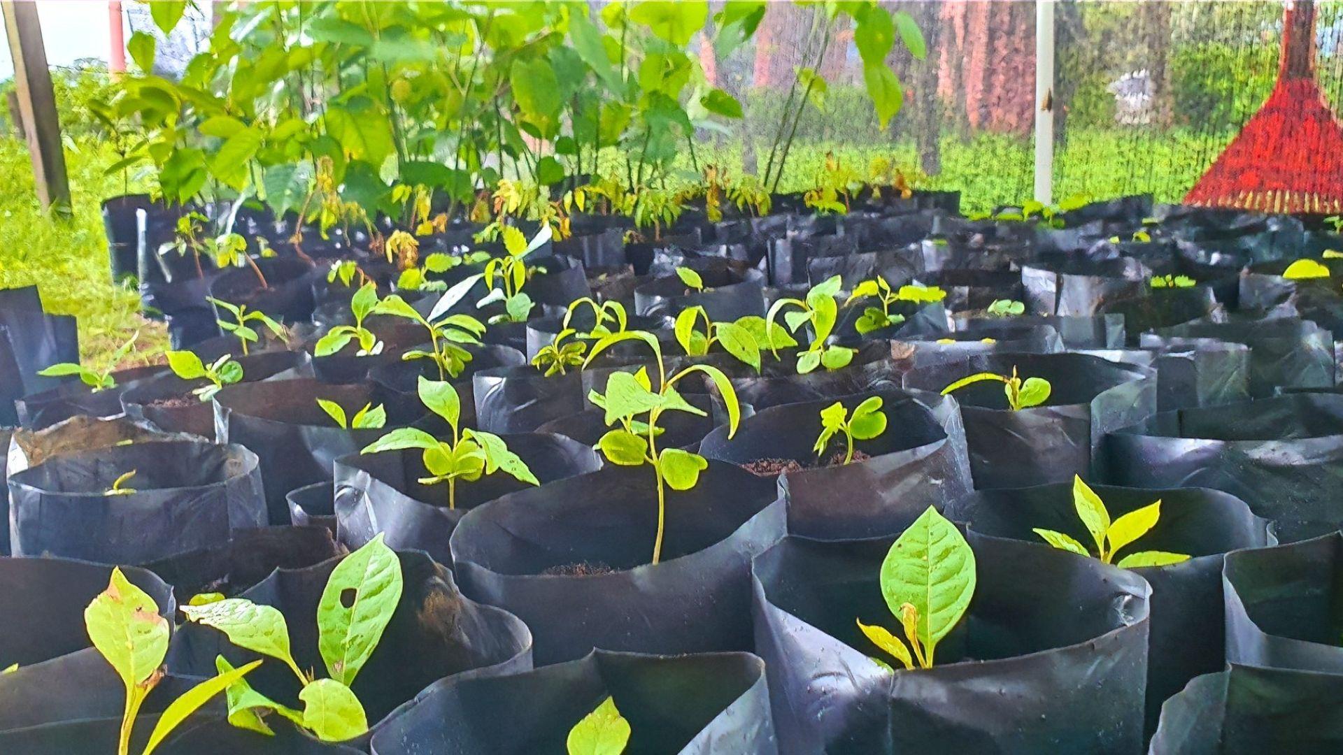 Team working in conservation