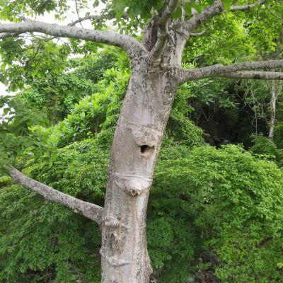 Direct conservation investment