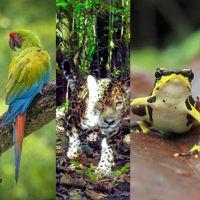 Conservation of threatened species