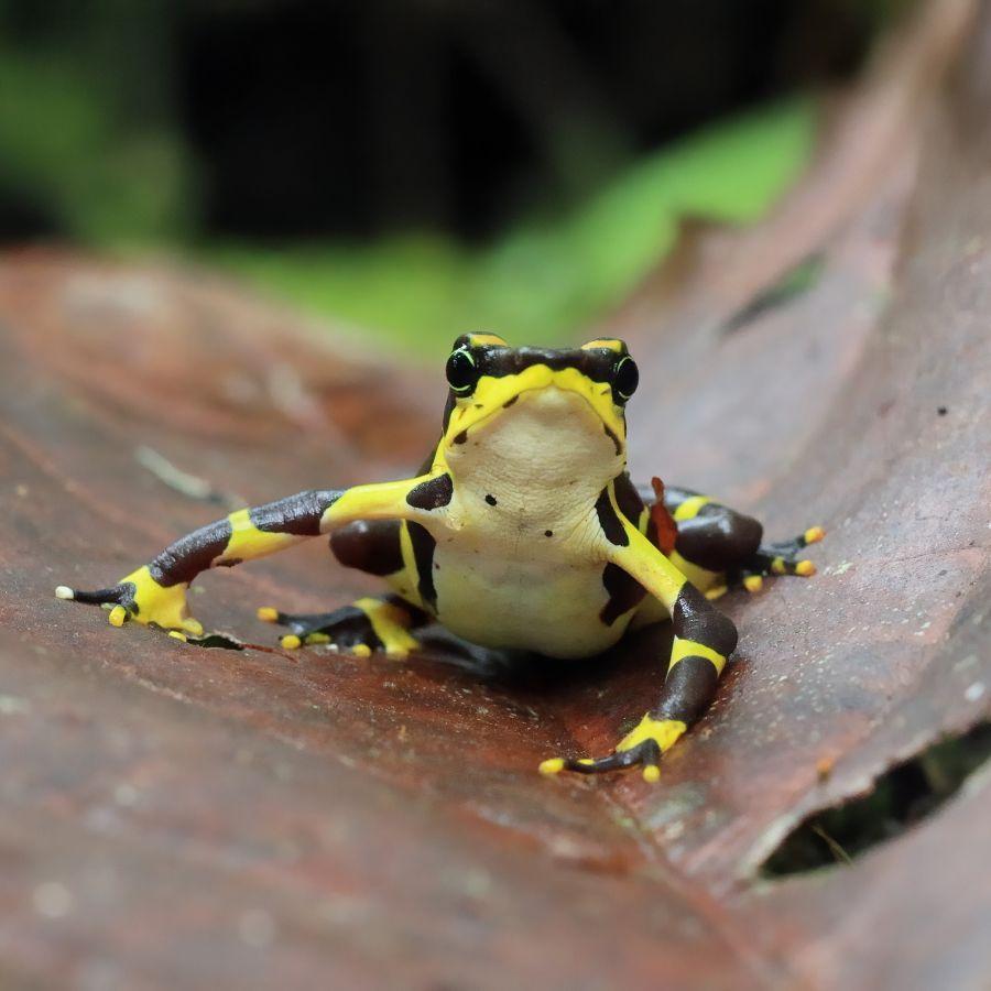 Conservation work in Panama