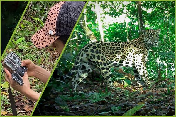 Jaguares Sin Conflicto