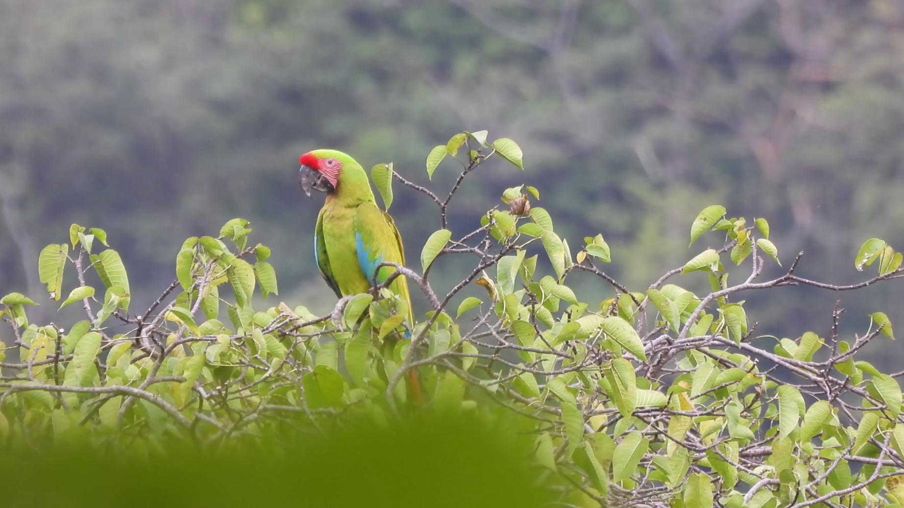 Monitoreo de arboles grandes en bosque