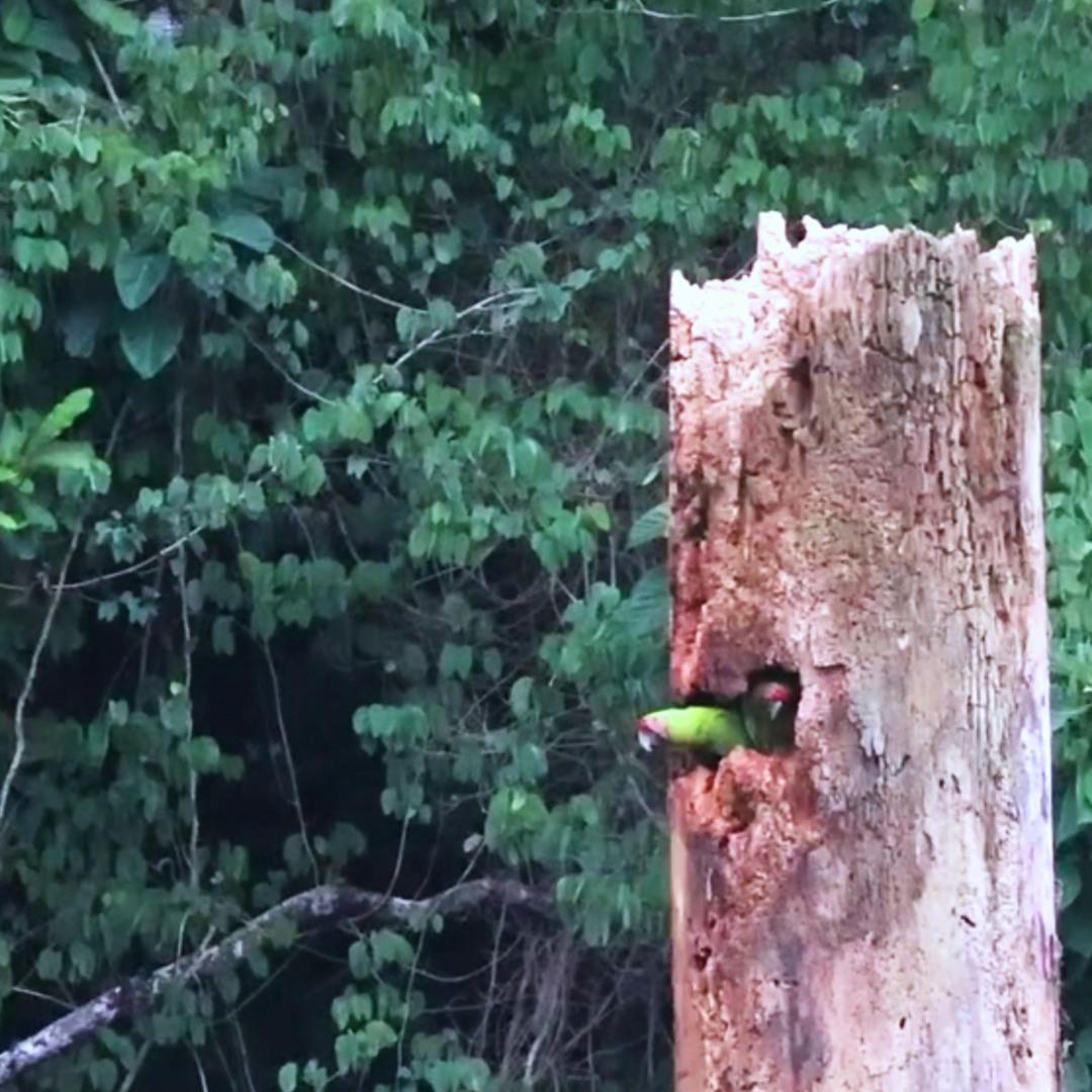 Paisaje de Azuero mostrando fragmentacion del bosque