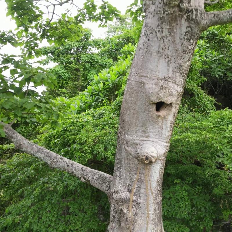 Monitoreo de nidos de guacamayo