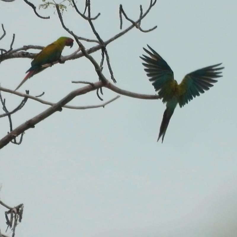 Restauracion de habitat