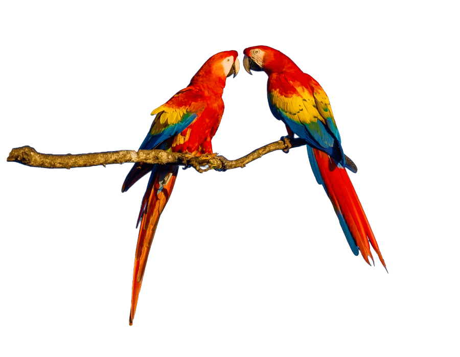 Reforestación y monitoreo