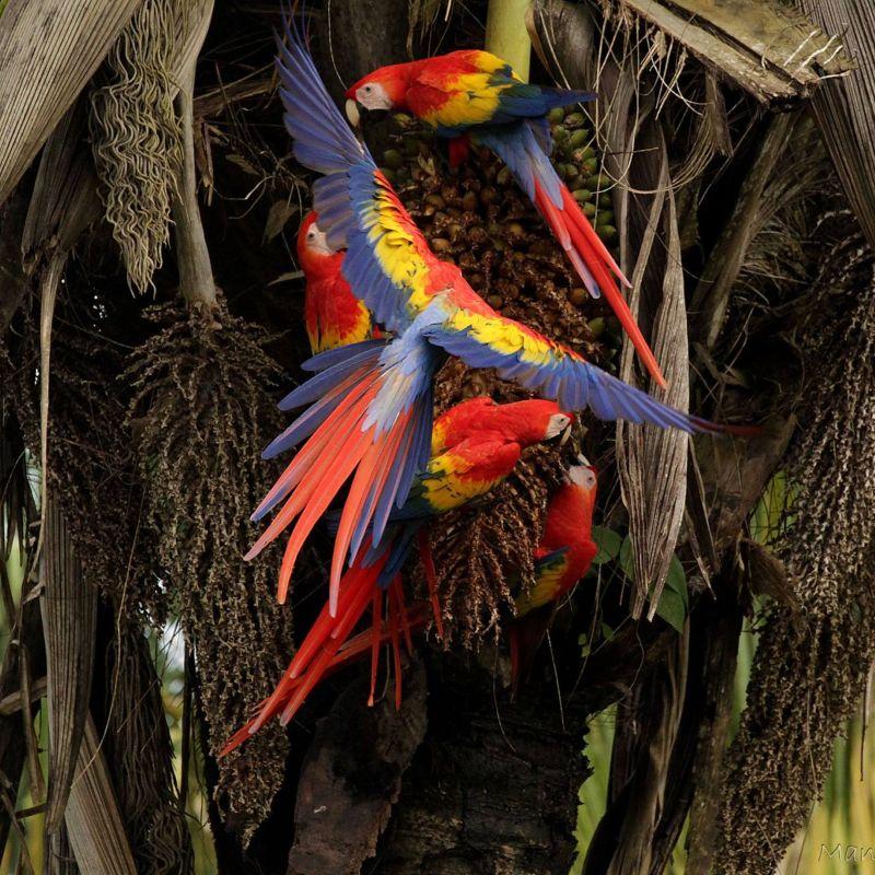 Ara Panama Torio - Guacamayo Escarlata