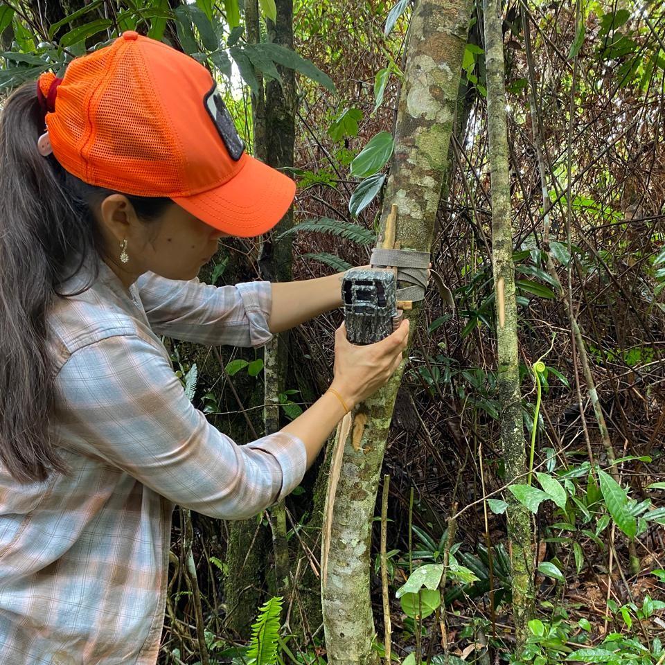 Jaguar in camera trap