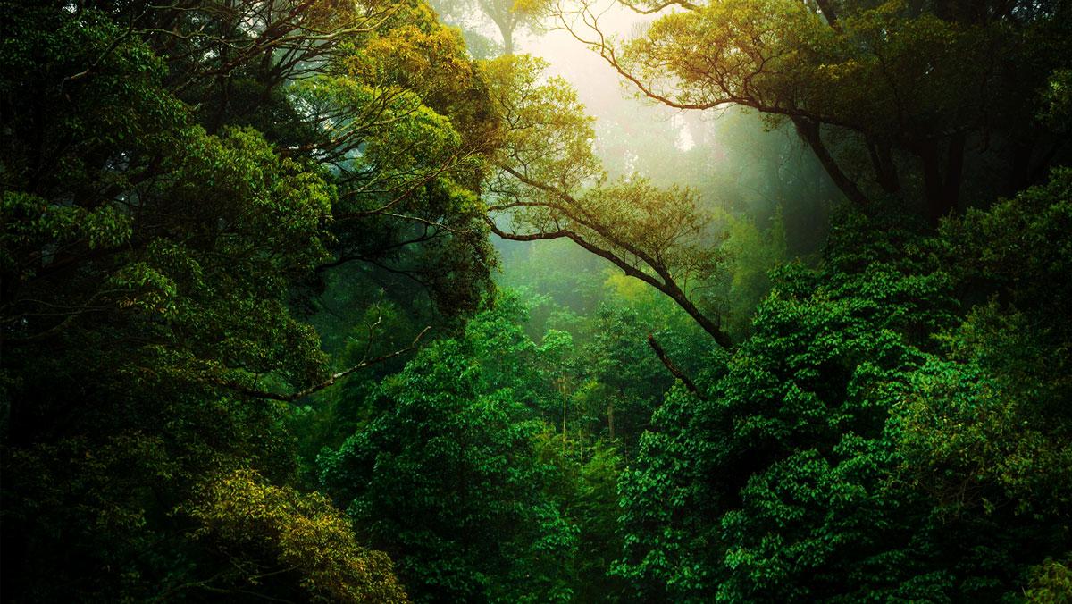 Restauracion ecologica en Azuero