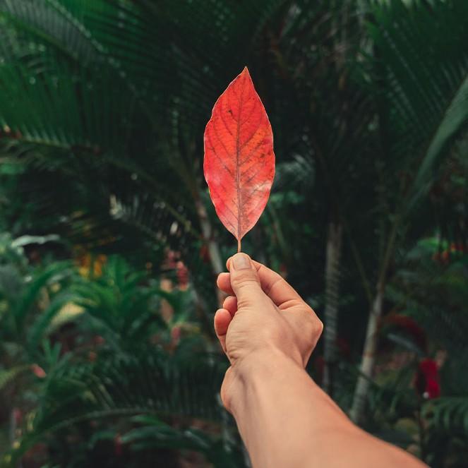 Paisaje deforestado de Azuero