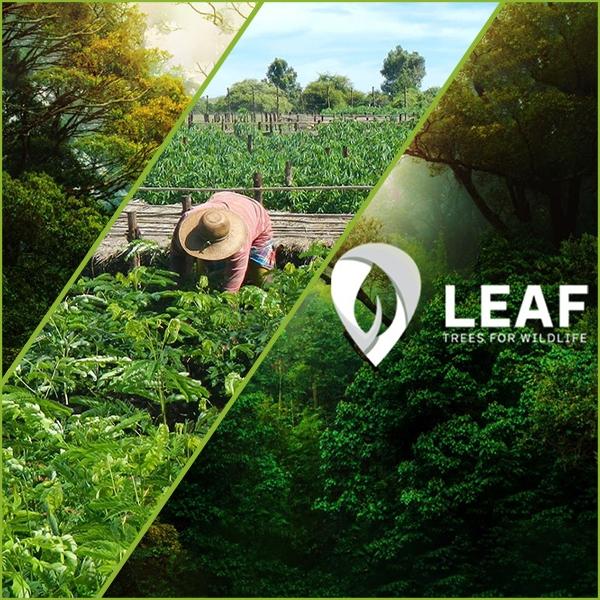 LEAF Wildlife - Restauracion Ecologica del Azuero