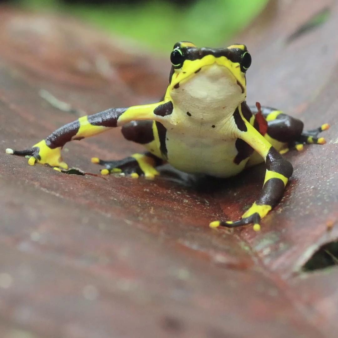 Harlequin Frog gallery 04