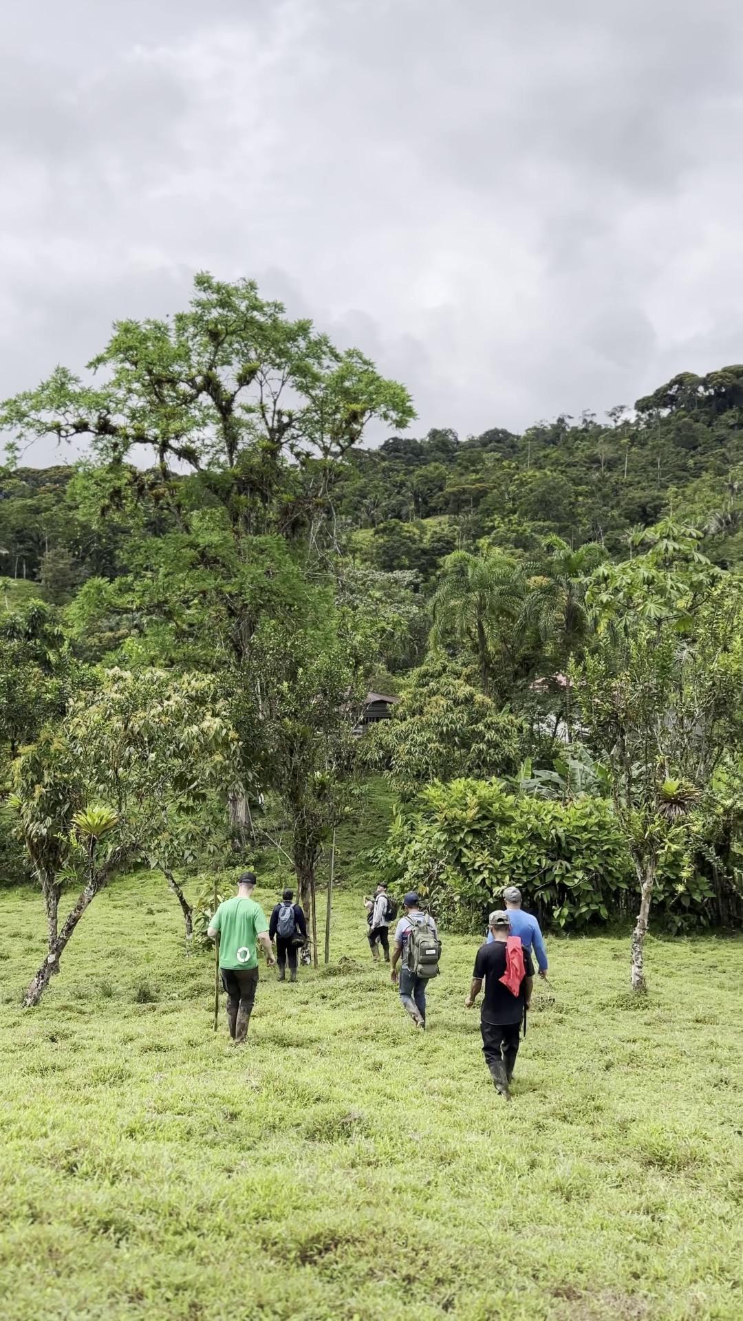 Harlequin Frog gallery 05