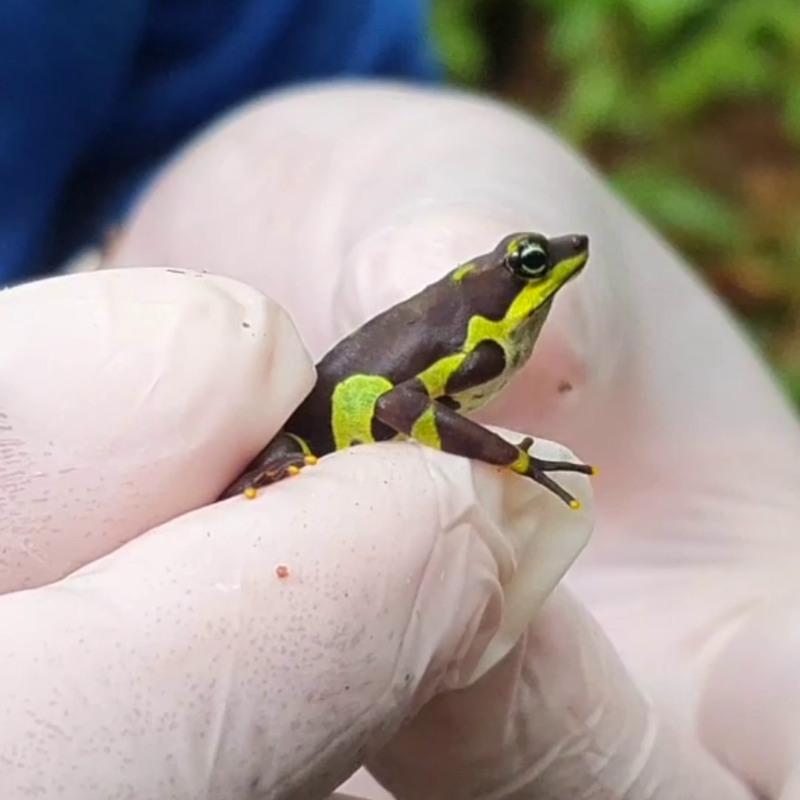 Participatory biological monitoring