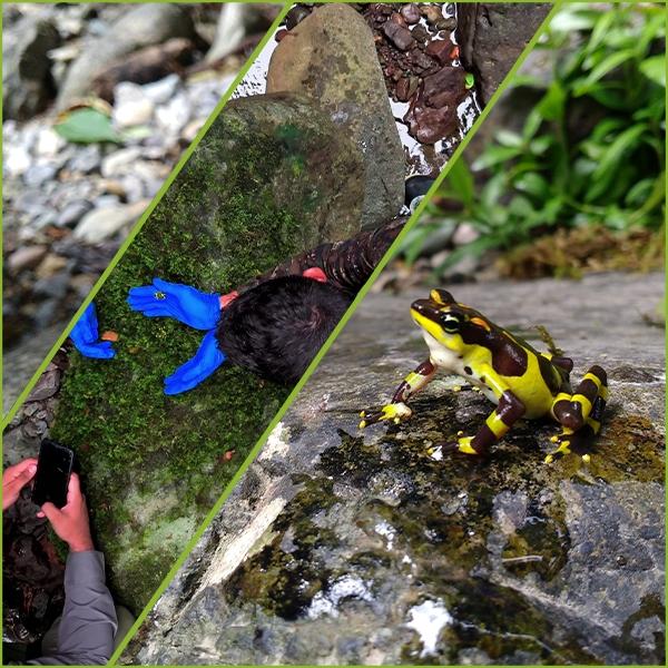 Collage: fieldwork and harlequin frog